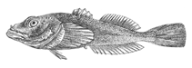 Image of Asprocottus korjakovi 