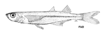 Image of Atherinella alvarezi (Gulf silverside)