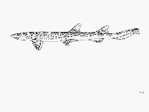 Image of Atelomycterus macleayi (Marbled catshark)