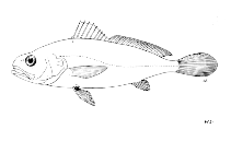 Image of Atrobucca marleyi (African blackmouth croaker)