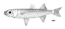 Image of Atherinomorus regina (Culion silverside)