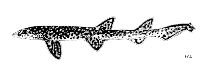 Image of Aulohalaelurus kanakorum (Kanakorum catshark)