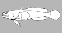 Image of Amphichthys rubigenis 