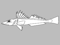 Image of Bembras adenensis 