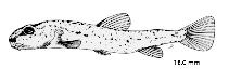 Image of Barbatula barbatula (Stone loach)