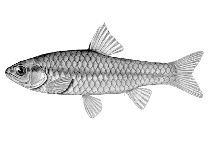 Image of Enteromius kessleri (Gillbar barb)