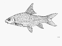 Image of Labeobarbus macrolepis 