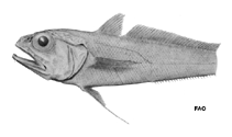 Image of Bathygadus macrops (Bullseye grenadier)