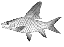 Image of Labeobarbus nanningsi 