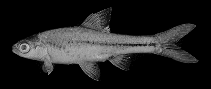 Image of Enteromius pseudotoppini 