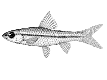 Image of Enteromius thamalakanensis (Thamalakane barb)