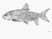 Image of Labeobarbus tropidolepis 