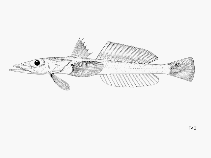 Image of Bembrops greyae (Roundtail duckbill)