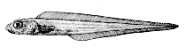 Image of Bothrocara pusillum (Alaska eelpout)