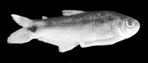 Image of Eretmobrycon bayano 