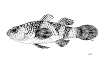 Image of Brachygobius kabiliensis (Kabili bumblebee goby)