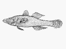 Image of Butis melanostigma (Black-spotted gudgeon)