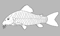 Image of Corydoras evelynae (Evelyn\