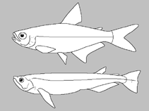 Image of Hyphessobrycon borealis 