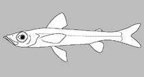 Image of Chlorophthalmus vityazi 