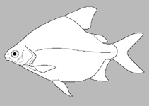 Image of Citharinus eburneensis 