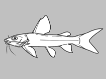 Image of Chrysichthys ansorgii 