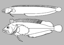 Image of Clinus arborescens 