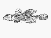 Image of Caffrogobius agulhensis (Agulhas goby)