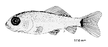 Image of Carassius carassius (Crucian carp)