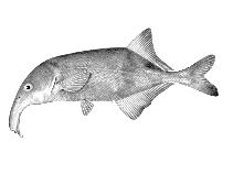 Image of Campylomormyrus luapulaensis 