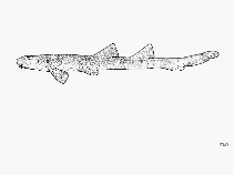 Image of Chiloscyllium caeruleopunctatum (Bluespotted bambooshark)