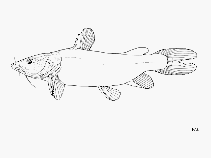 Image of Bathybagrus graueri 