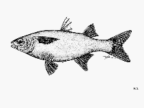 Image of Chaenomugil proboscideus (Snouted mullet)