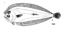 Image of Chascanopsetta prorigera 