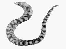 Image of Cirrimaxilla formosa (Taiwanese barbel moray)