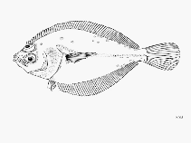 Image of Citharichthys gordae (Mimic sandab)