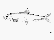 Image of Clupeonella abrau (Abrau sprat)