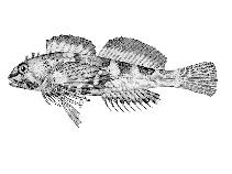 Image of Clinocottus embryum (Calico sculpin)