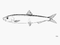 Image of Clupeonella engrauliformis (Anchovy sprat)