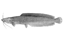 Image of Clarias submarginatus 