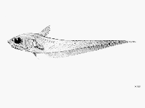 Image of Coryphaenoides ariommus (Humboldt grenadier)