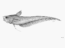 Image of Coryphaenoides carminifer (Carmine grenadier)