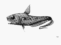 Image of Coryphaenoides delsolari (Trident grenadier)