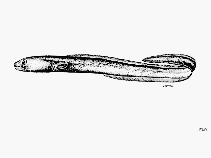 Image of Congrosoma evermanni (Evermann\