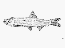 Image of Corica laciniata (Bangkok river sprat)