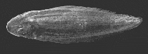 Image of Cynoglossus kapuasensis 