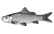 Image of Cyprinus megalophthalmus 