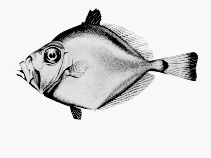 Image of Cyttus novaezealandiae (New Zealand dory)