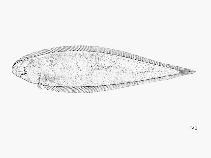 Image of Cynoglossus senegalensis (Senegalese tonguesole)