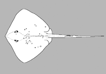 Image of Neotrygon indica 